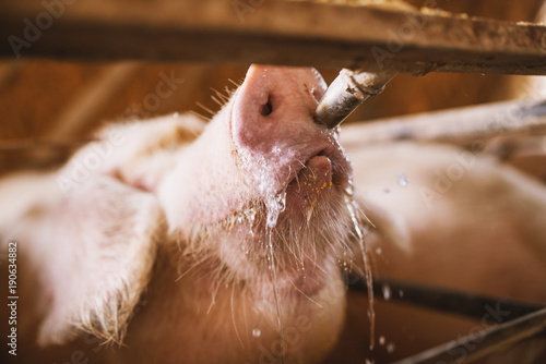 Pig at farm drinking water.