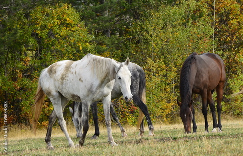 horses and cow grazing on an autumn meadow 
