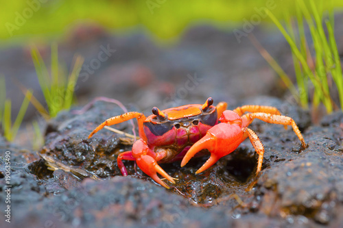 Gubernatoriana thackerayi a newly discovered species of brightly coloured freshwater crabs Satara
