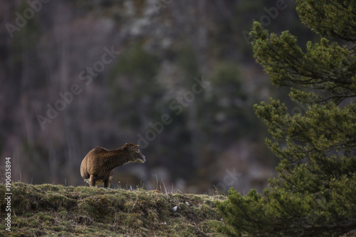 Muflones en los Pirineos