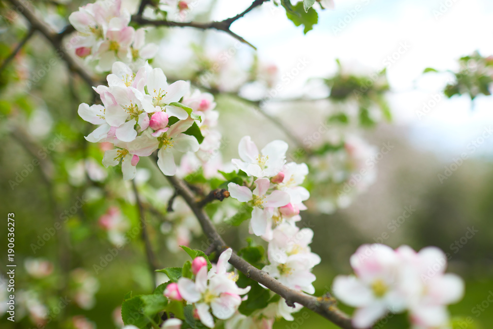 apple blossom