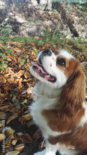 Autumn dog