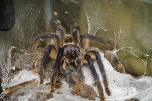 tarantula