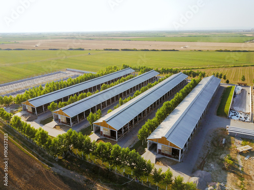 Bird's eyes view from flying drone of the big farm with cows in the middle of fields.