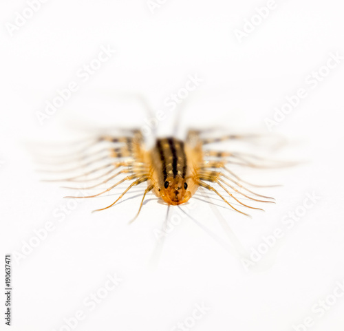 Scutigera coleoptrata. The Flycatcher. Centipede flycatcher insect predator