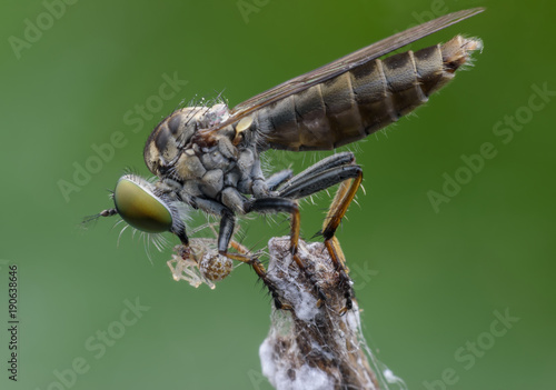 Wallpaper Mural Super macro Robber fly with prey perching on treetop Torontodigital.ca