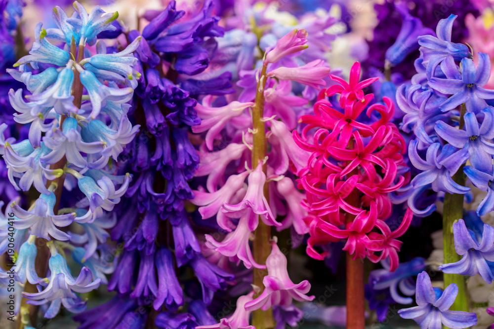 The first spring flowers hyacinths. Spring floral background.