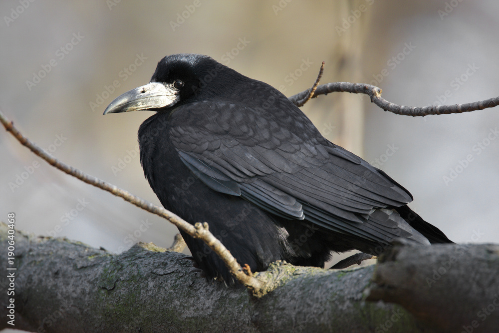 Obraz premium Single Rook bird on a tree branch during a spring nesting period