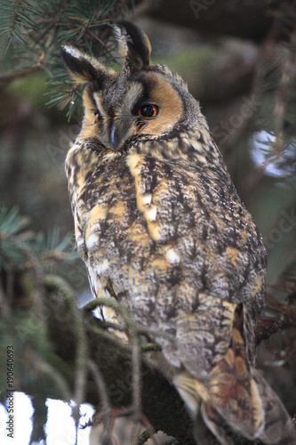 Single Long-eared Owl bird on a tree branch in a forest during a spring period
