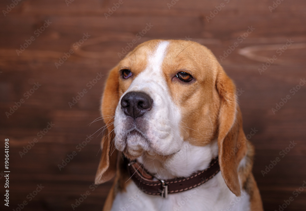 portrait of a Beagle on the background of wooden wall