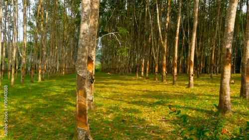 Plantation for the extraction of natural latex from rubber trees. photo