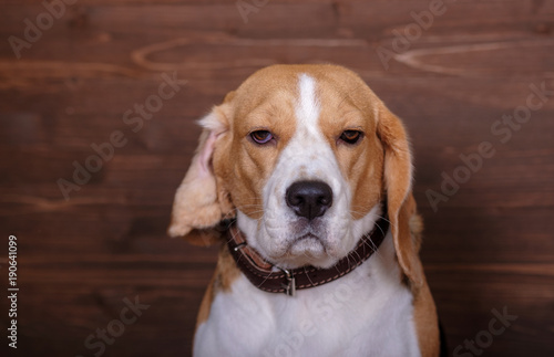 portrait of a Beagle on the background of wooden wall