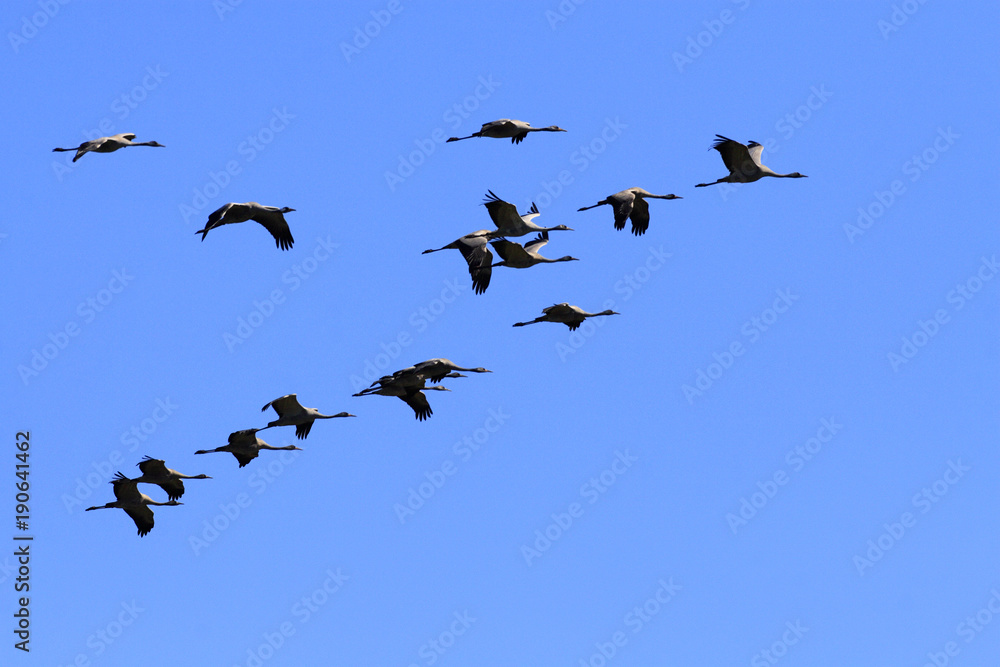 Group of Grey Crane birds in flight over grassy wetlands during a spring nesting period