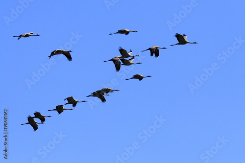 Group of Grey Crane birds in flight over grassy wetlands during a spring nesting period