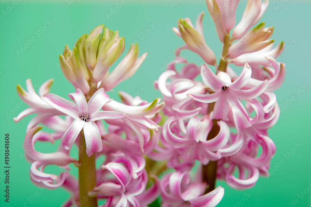 Pink flowers close up arranged on a soft green background