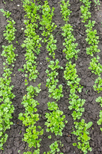 Young parsley grows in rows on a garden