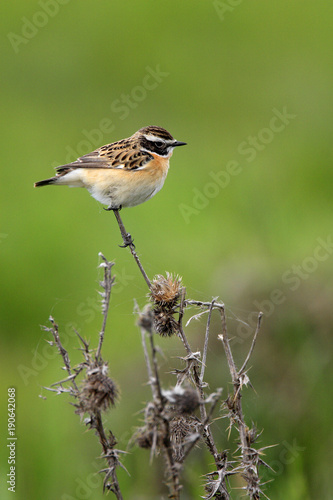 Single Whinchat bird on a dry plant during a spring period