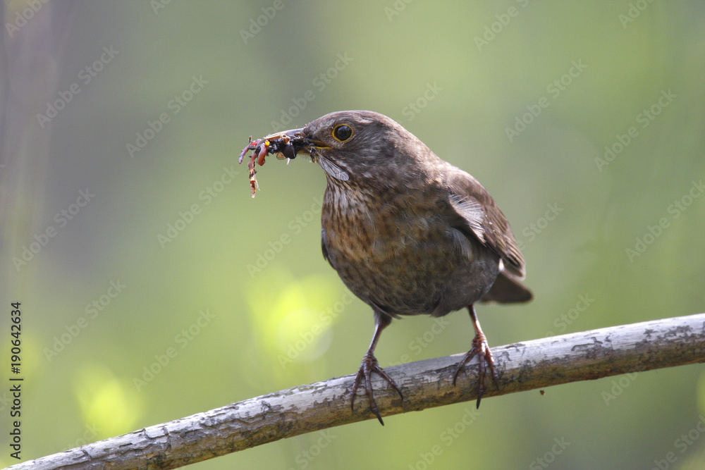 Fototapeta premium Single female Blackbird bird on a tree branch during a spring nesting period