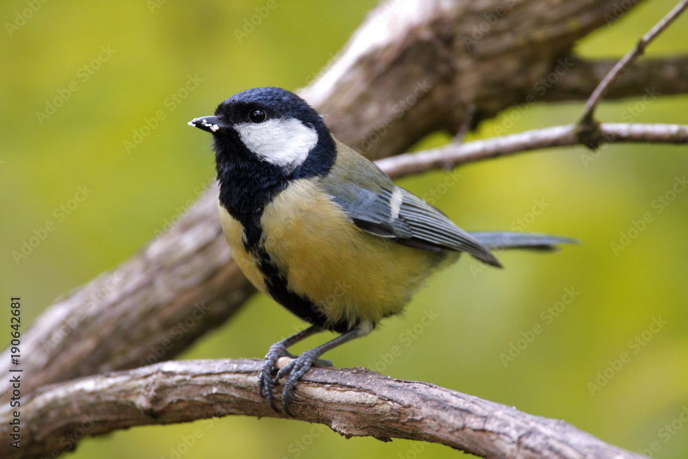 Single Great tit bird on a tree branch during a spring nesting period Single Great tit bird on a tree branch during a spring nesting period