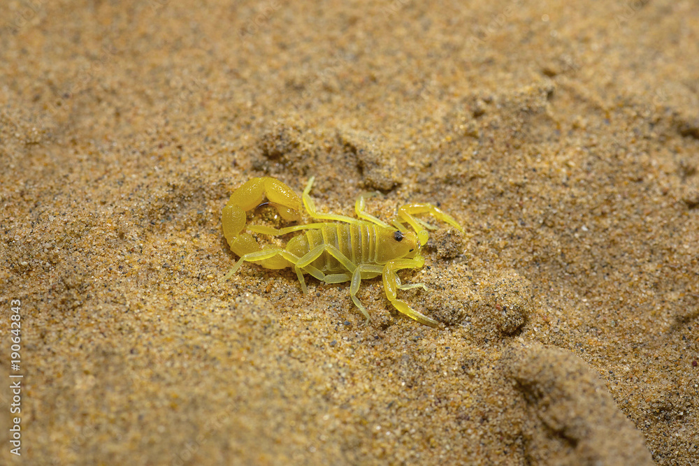 Scorpion, Orthochirus pallidus, Desert National Park Scorpion, Orthochirus pallidus, Desert National Park