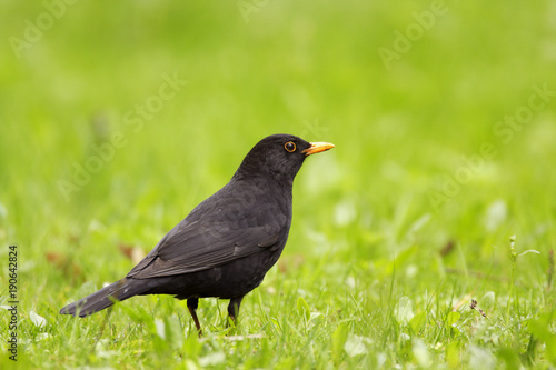 Single male Blackbird bird on grassy wetlands during a spring nesting period
