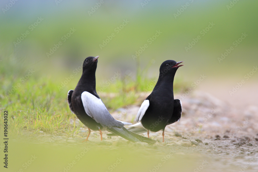 Fototapeta premium Pair of mating White-winged Black Tern birds on grassy wetlands during a spring nesting period