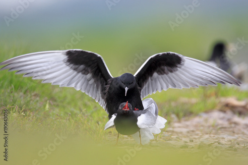 Pair of mating White-winged Black Tern birds on grassy wetlands during a spring nesting period photo