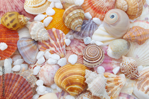 Seashells background close up