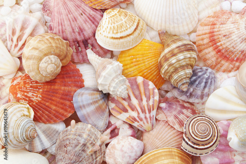 Colorful seashells with pearls and stones as background