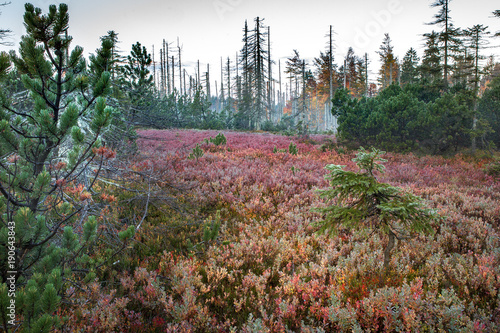 Bayerischer Wald, Nationalpark photo