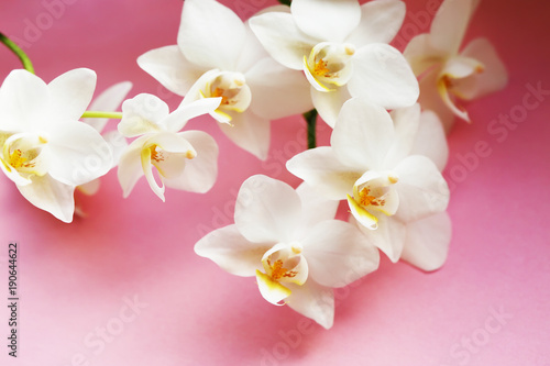 Fototapeta Naklejka Na Ścianę i Meble -  Orchid beautiful flower close up macro