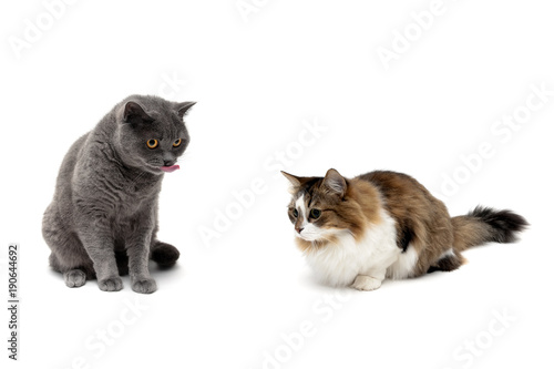 cats isolated on white background