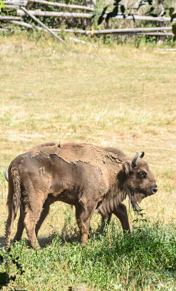 European bison (Bison bonasus), wisent or the European wood (Zimbru), living in the green forest, portrait close up European bison (Bison bonasus), wisent or the European wood (Zimbru), living in the green forest, portrait close up