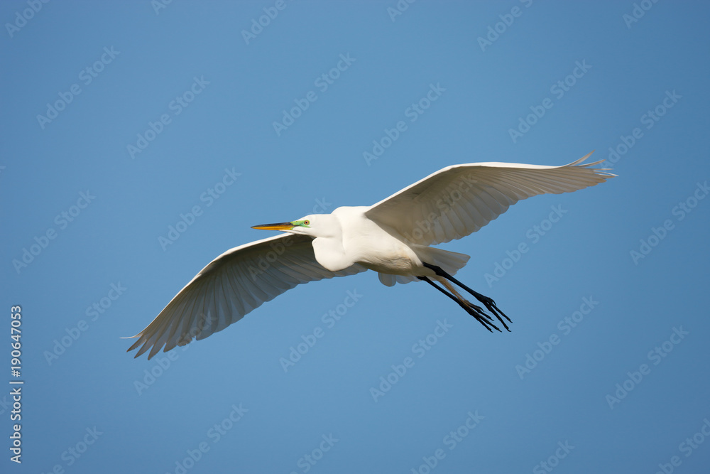 Great Egret Great Egret