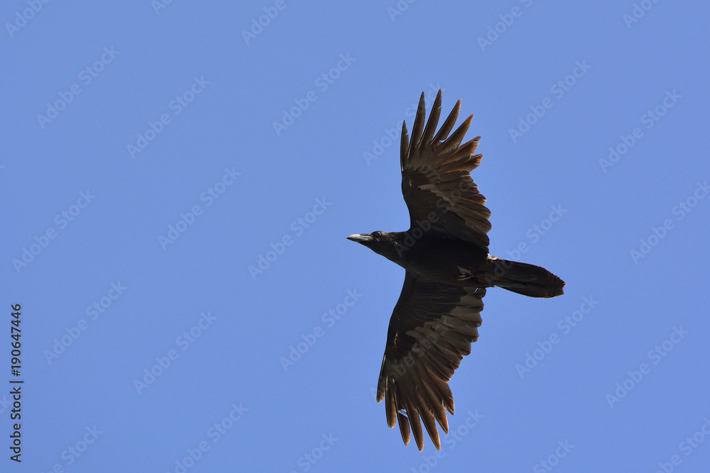 Obraz premium Common raven (Corvus corax), Greece