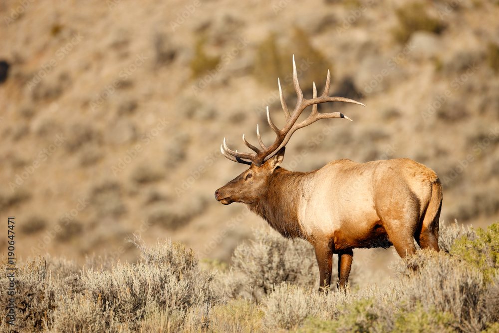 Fototapeta premium Bull Elk