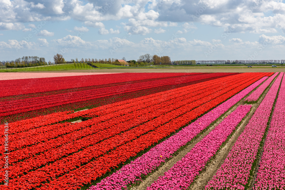 Tulip fields with red and pink tulips