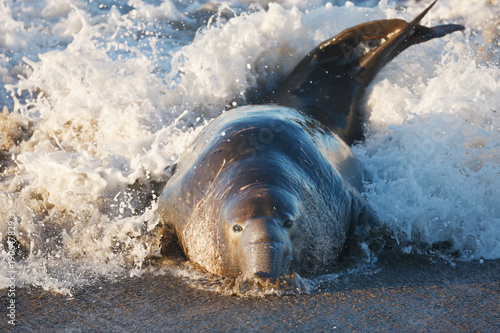 Fotografie Elephant Seal