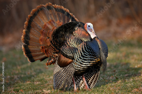 Wild Turkey