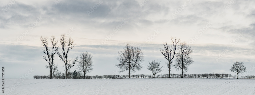 Fototapeta premium Tree Line In Snow