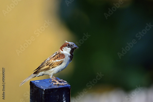 House Sparrow Passer domesticus, Greece