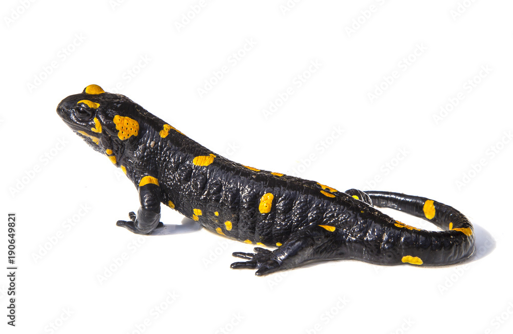 Fototapeta premium Jaszczurka salamandra na białym tle