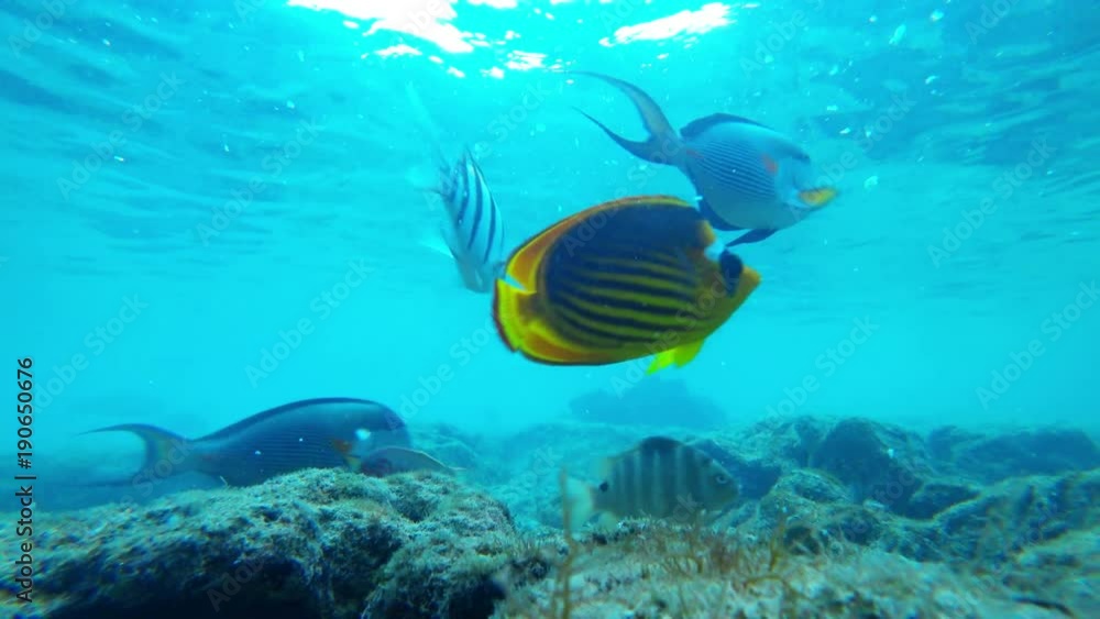 many different fish, underwater marine world many different fish, underwater marine world