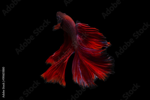 Betta fish, siamese fighting fish betta splendens (Halfmoon Red betta ),isolated on black background © Somprasong