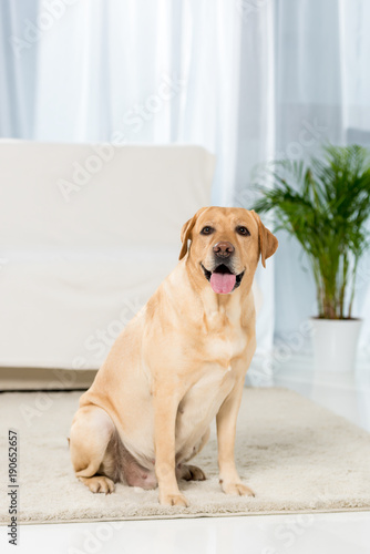 adorable yellow labrador sitting onfloor of living room and looking at camera