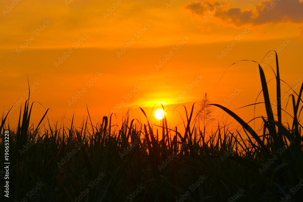 Flora grasses and sunset background.