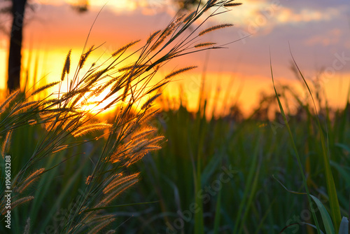 Flora grasses and sunset background.