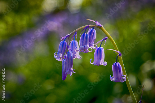 Bluebells in the sunlight