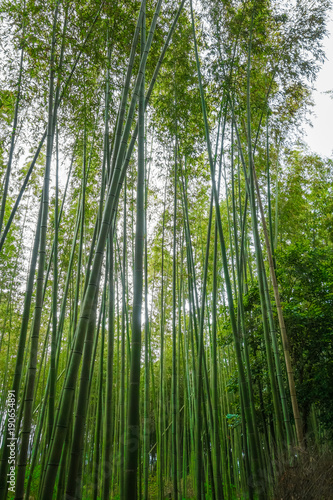 Arashiyama bamboo forest  Kyoto  Japan