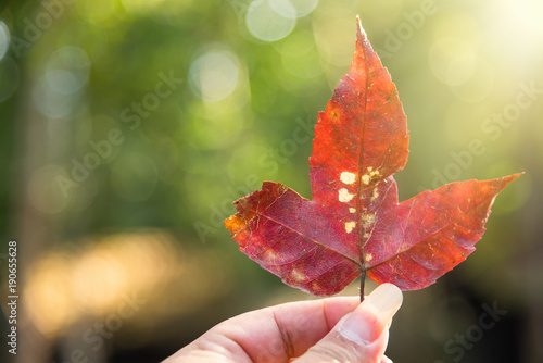 Red maple leaf in man hand at a rainforest.Thailand.Copy space background  Use for website banner background  backdrop  montage menu